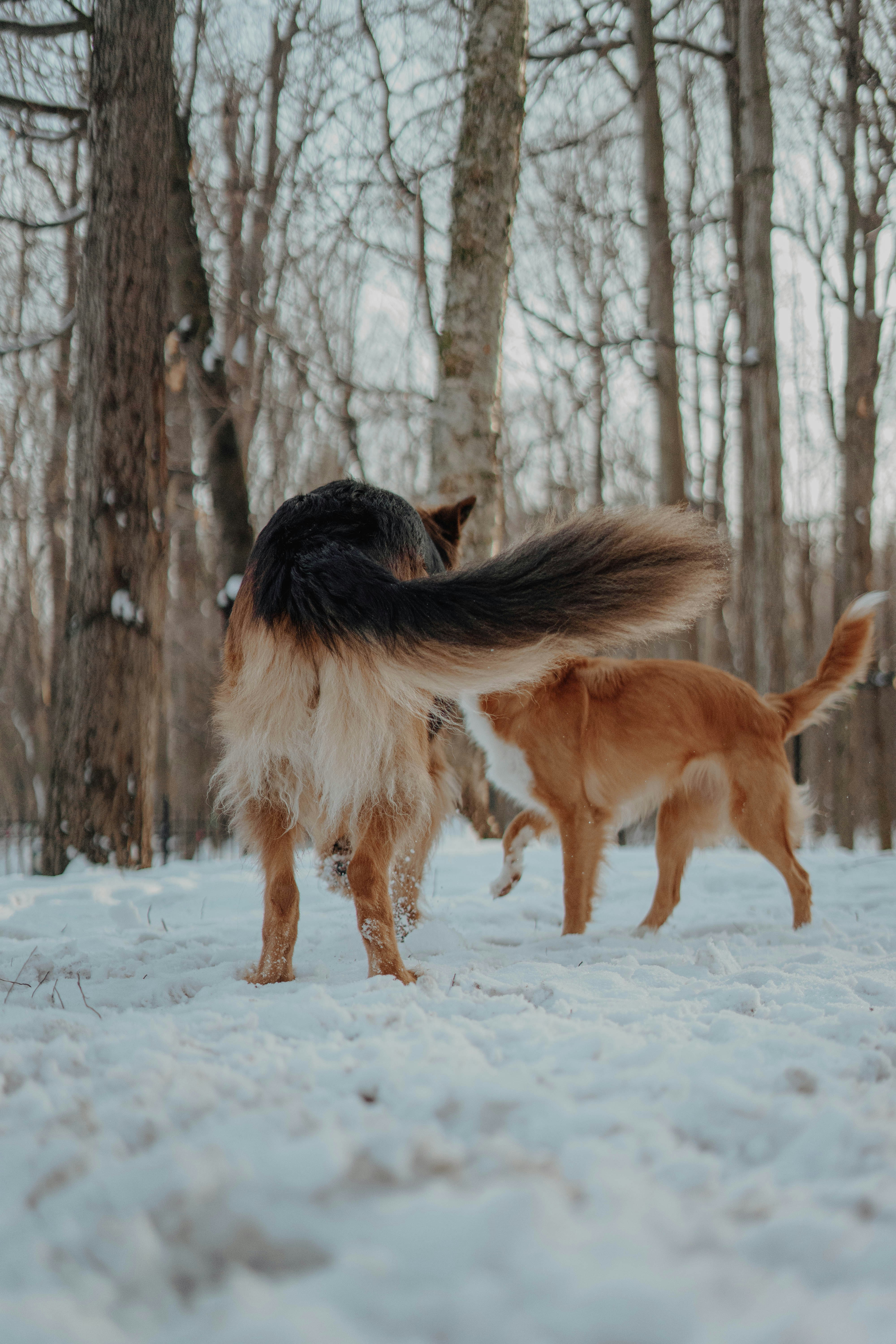 brown and black long coated dog on snow covered ground